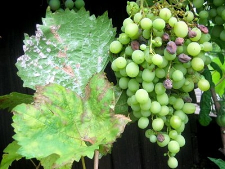 Oidium-Trauben