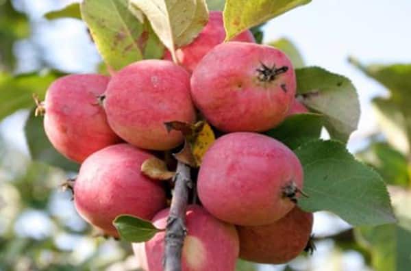 بيبين التفاح والزعفران