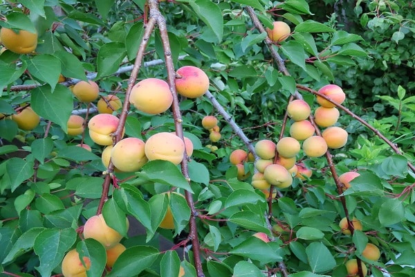 vaisiai pilami