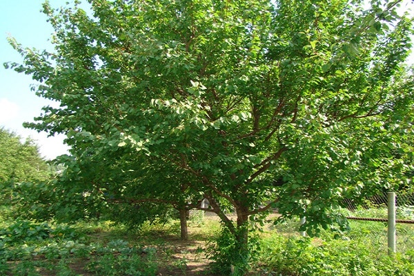 gydymas narkotikais