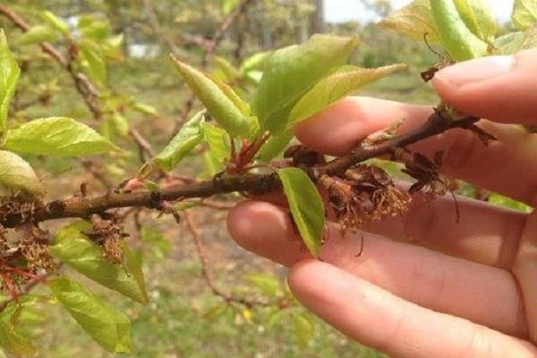 blogas derlius