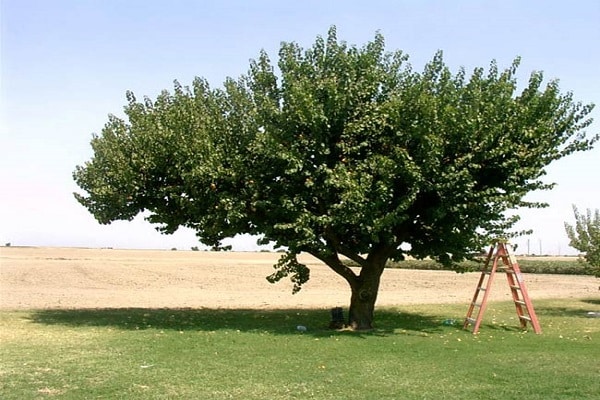 šaudyti augimą