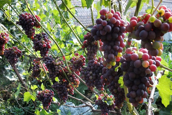 full fruiting