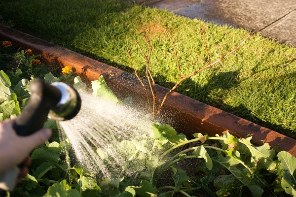regular watering