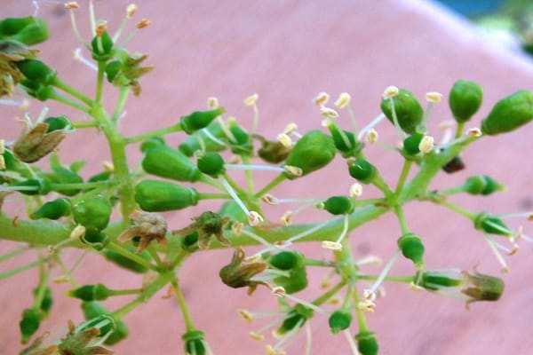 sparse pollination