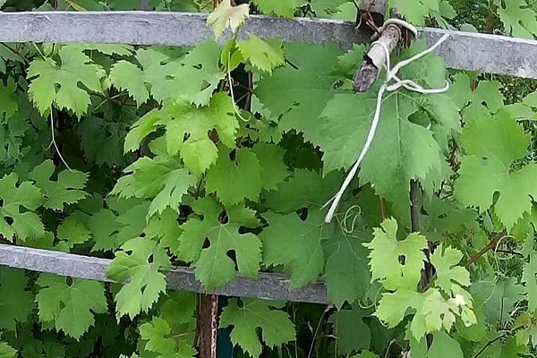 freezing of the vine