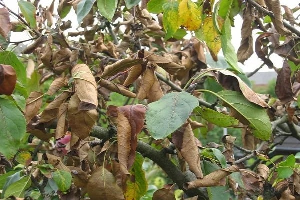 arboles jovenes
