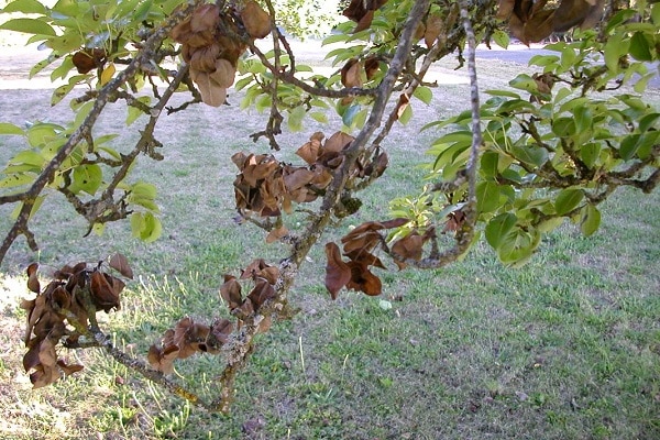 secado de manzano