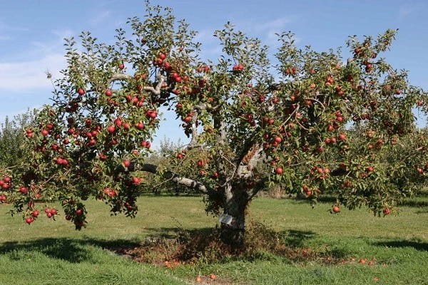 зреле јабуке