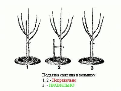 φύτευση μηλιάς