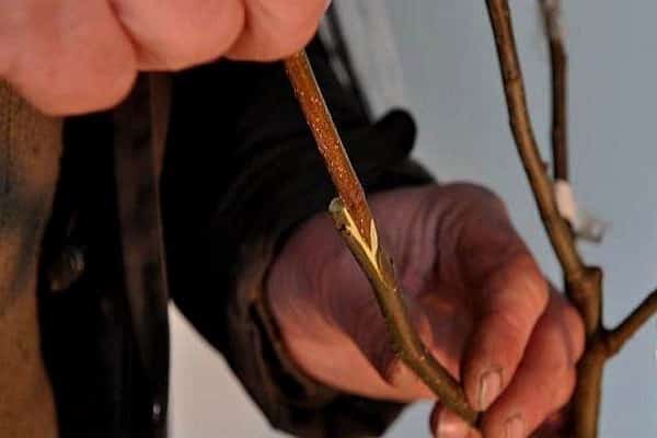 قاعدة القطع