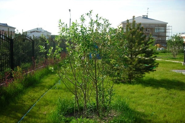 seedling planting