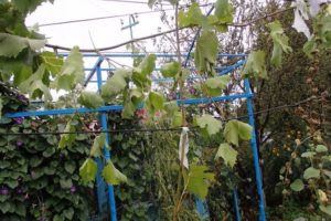 Wie man Trauben mit luftigen und grünen Schichten im Frühling, Sommer und Herbst vermehrt