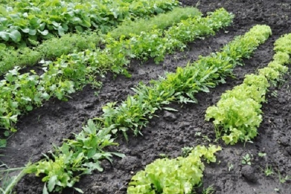 vegetation greenery