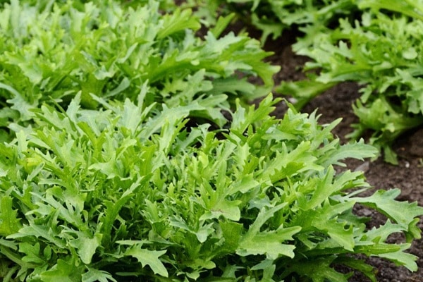 can be planted