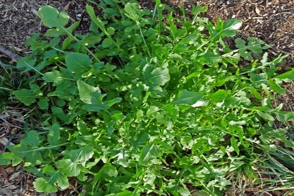 green grass