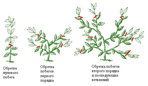 przycinanie cytryny