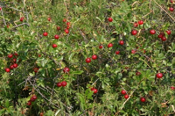 Subbotinskaya krūmas