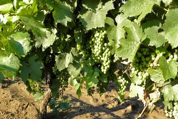 grapes on the ground