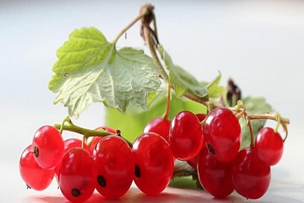 microelements and macronutrients