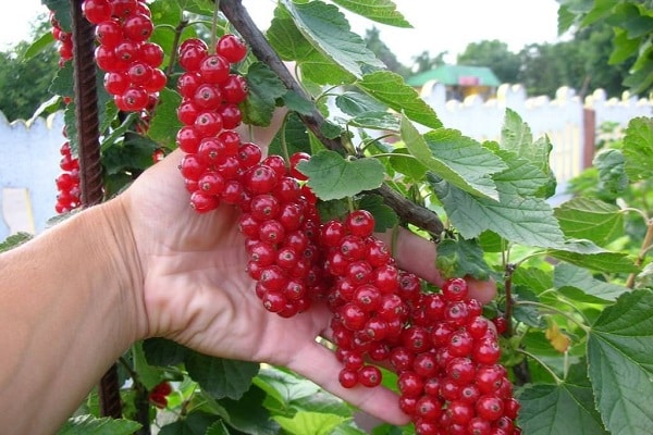 bunches in the hands