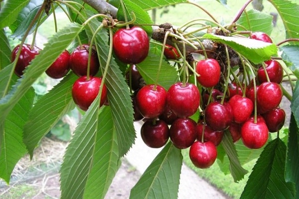 red bunches