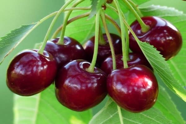 bunches of fruit