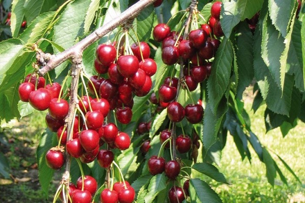 ripe cherries