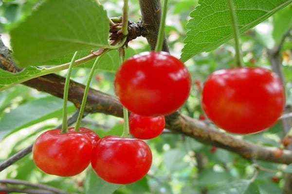 trägt Obstbaum