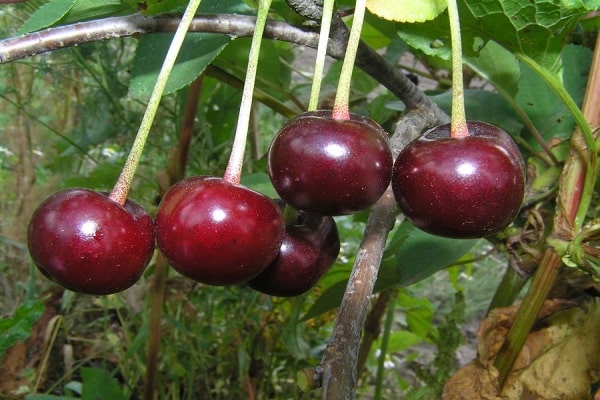 rote Beeren