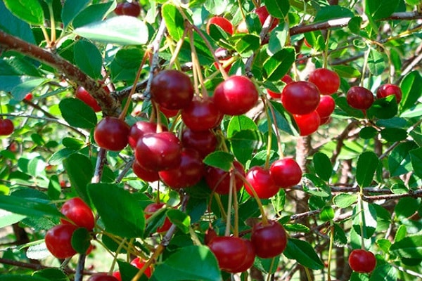 Fruchtbeere