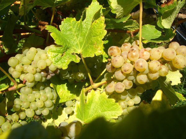 Sauvignon-Trauben