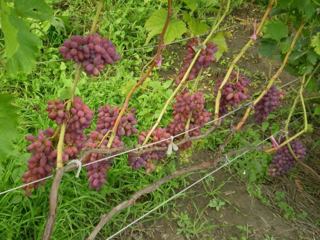 arched grapes