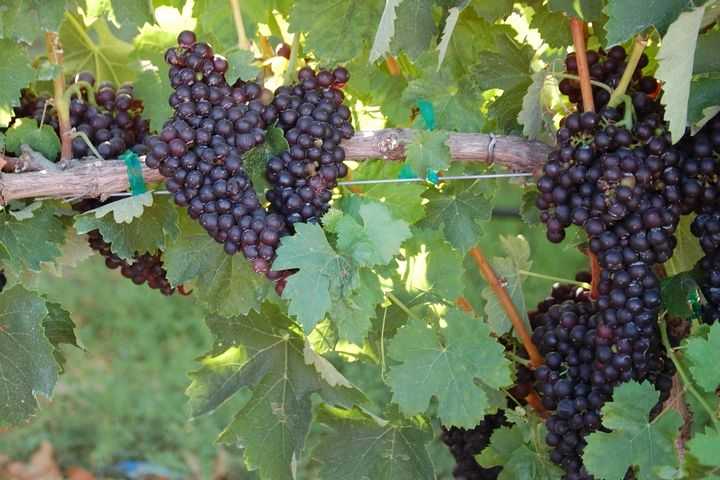 ripe grapes