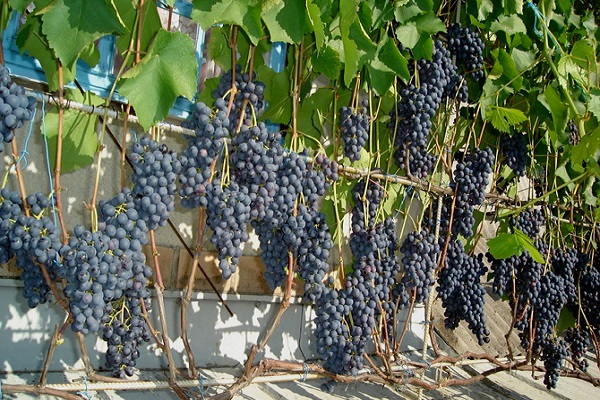 trail the vine