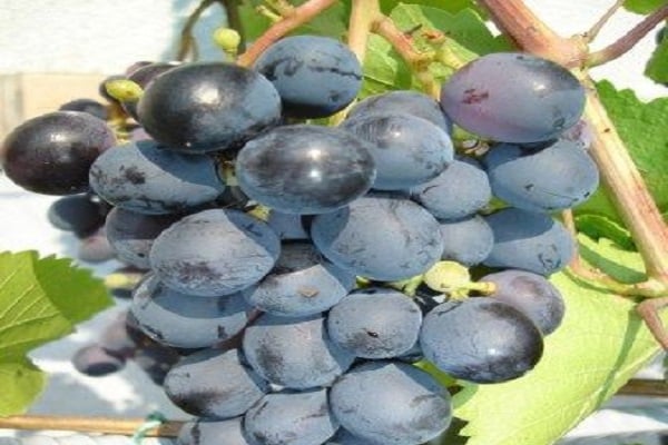 dusty fruit