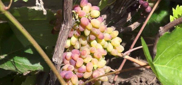 arched grapes