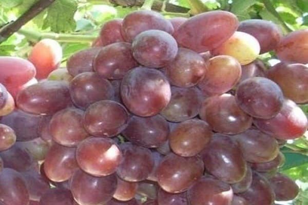 сазревање плодова