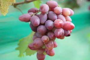 Description and characteristics of the Ataman grape variety, history and growing rules