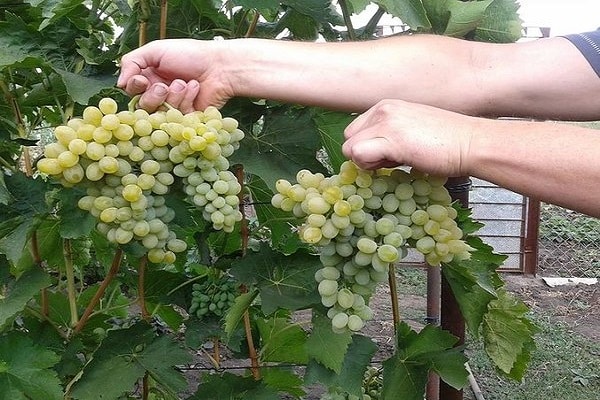 држање воћа