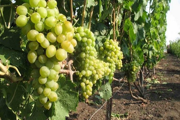 Пољопривредна технологија гајења