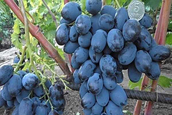 raisins Catalogne
