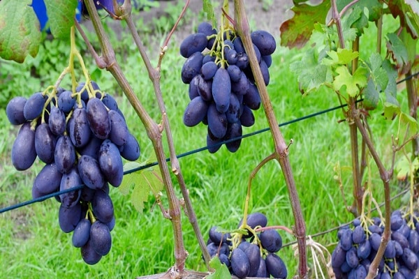 jarretière vignes
