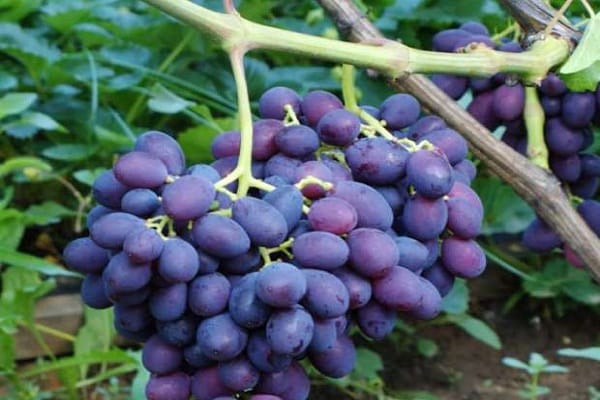 grappes de raisin