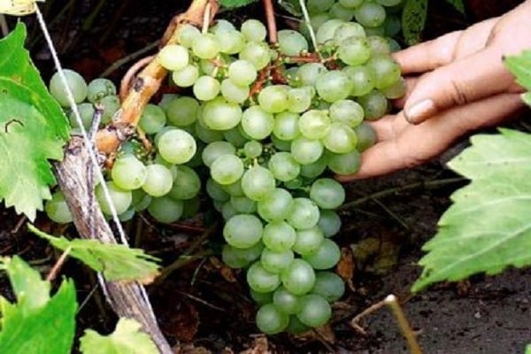узгој воћа