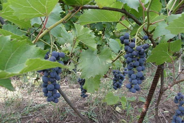 رعاية بسيطة