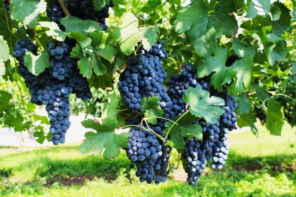grapes on the branches