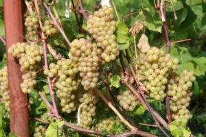 Beschreibung und Geschichte der Platovsky-Trauben, Anbau, Regeln für die Ernte und Lagerung von Pflanzen
