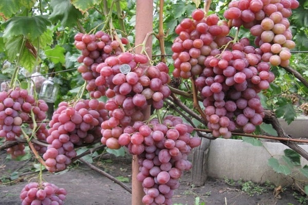 Yakut Yıldönümü