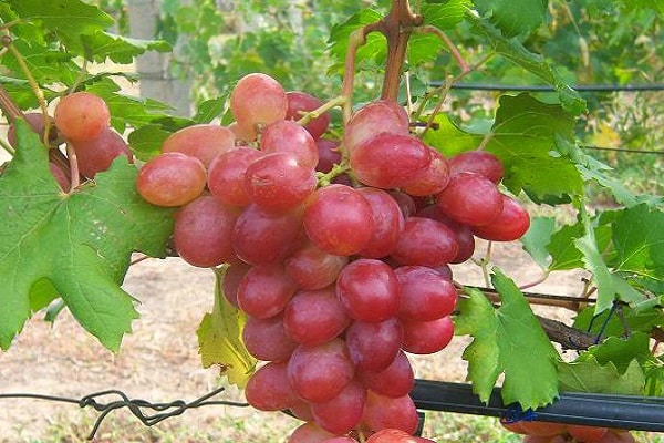 budama asmaları